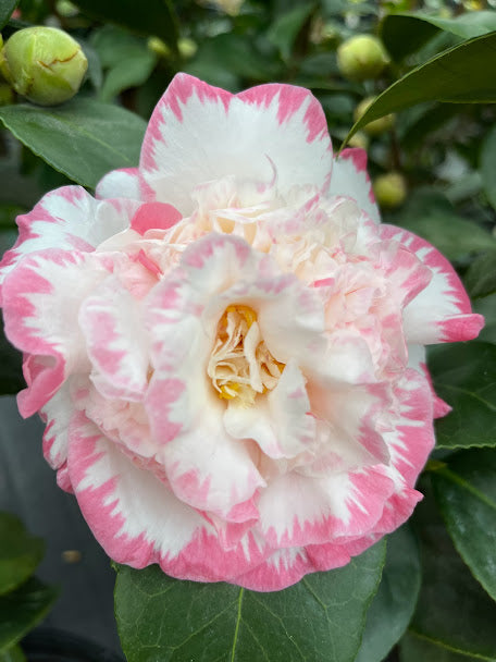 Camellia japonica 'Margaret Davis'