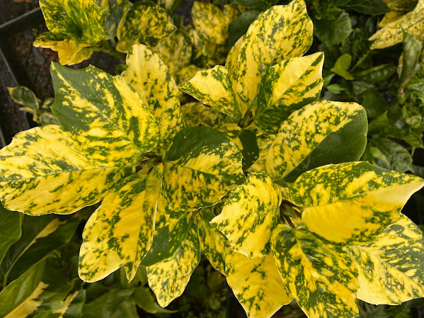 Aucuba japonica 'Suruga Benten'