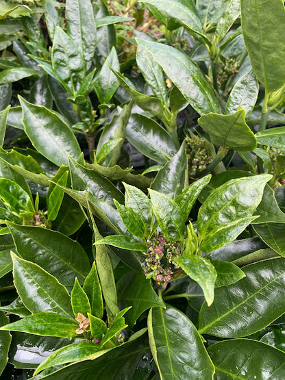 Aucuba japonica 'Little Angel'