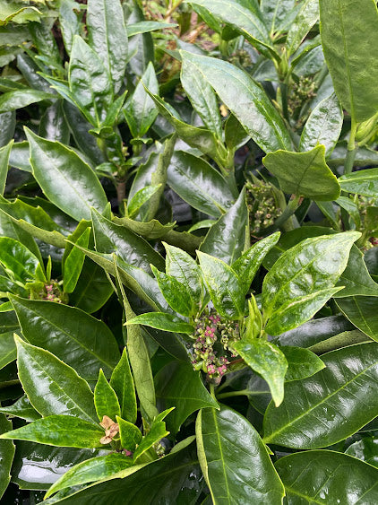 Aucuba japonica 'Little Angel'