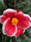 Camellia x 'Outer Limits' EXCLUSIVE NEW RELEASE! RARE
