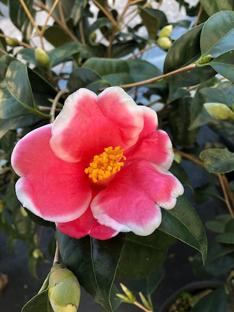Exclusive Releases – Garden Treasures Nursery