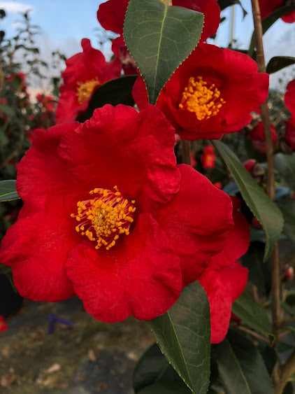 Camellia 'Inferno' RARE