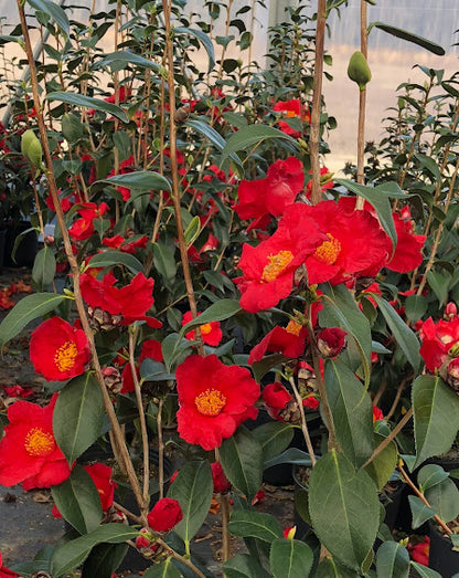 Camellia 'Inferno' RARE