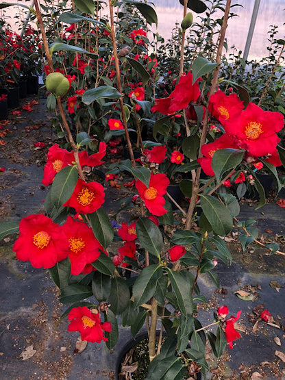 Camellia 'Inferno' RARE