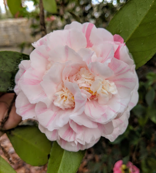 Camellia 'Marquis De Exeter'