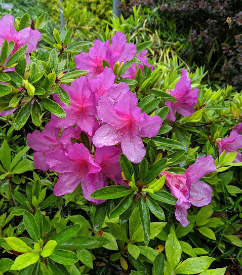 Rhododendron x pulchrum "Matsuda Gold" RARE