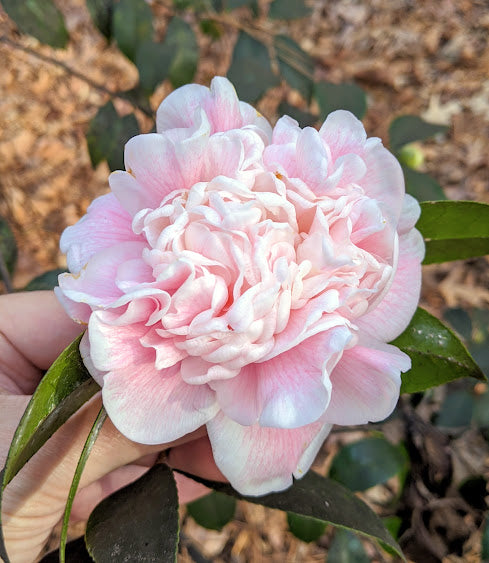Camellia 'Blush Sargent'