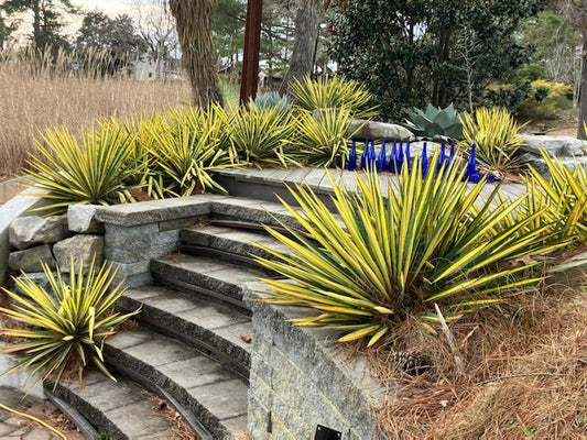 Yucca flaccida 'Color Guard'