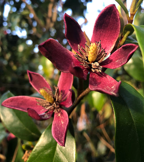 Magnolia x 'Stellar Ruby' PP 29778 GARDEN TREASURES INTRODUCTION