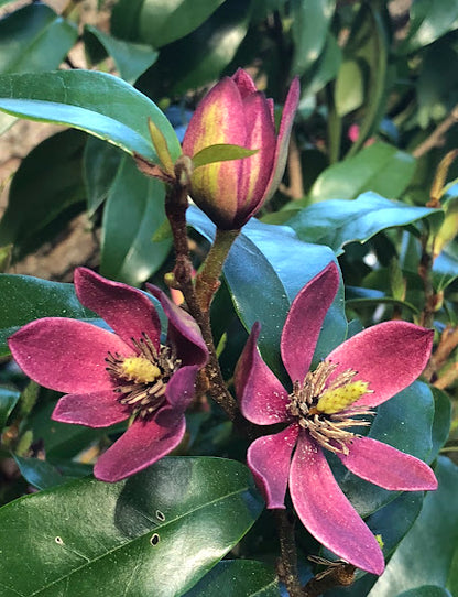 Magnolia x 'Stellar Ruby' PP 29778 GARDEN TREASURES INTRODUCTION