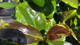 Camellia japonica ‘Mars Attack’ - EXCLUSIVE NEW RELEASE, GARDEN TREASURES INTRODUCTION.  VERY RARE!