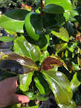Camellia japonica ‘Mars Attack’ - EXCLUSIVE NEW RELEASE, GARDEN TREASURES INTRODUCTION.  VERY RARE!
