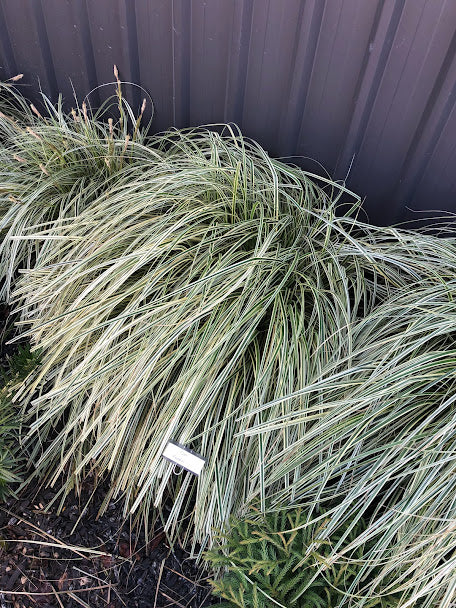 Carex 'Feather Falls'