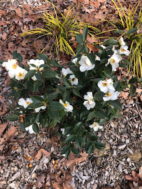 Camellia 'Snow Sprite'  RARE GARDEN TREASURES EXCLUSIVE INTRODUCTION