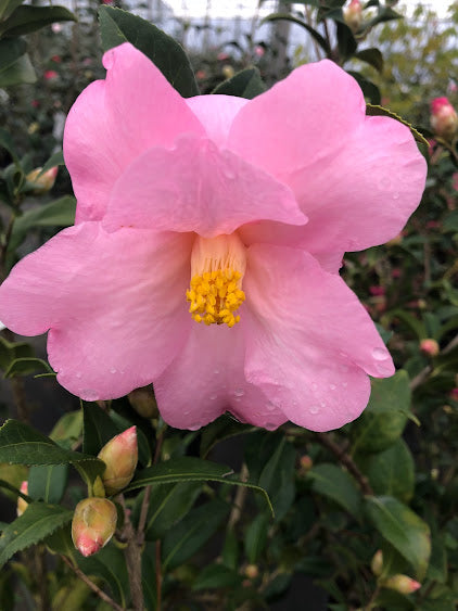 Camellia magniflora