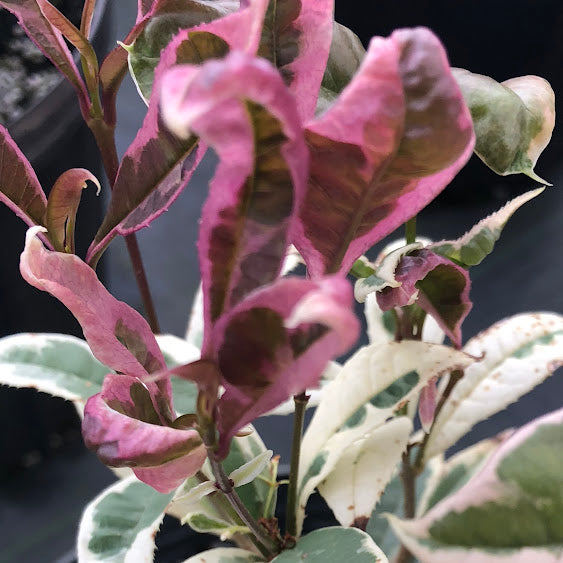 Osmanthus fragrans 'Yuntinan Caigui' RARE