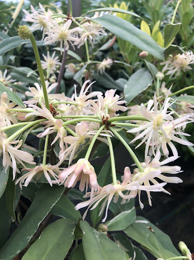 Illicium floridanum 'Gray Ghost'