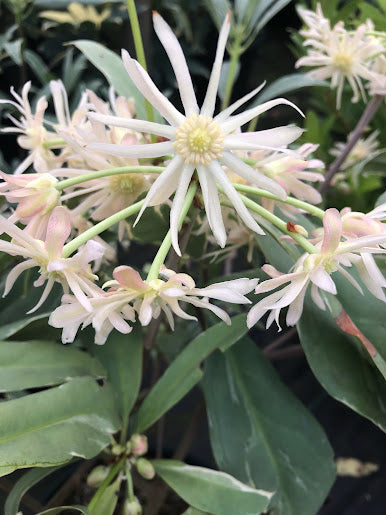 Illicium floridanum 'Gray Ghost'
