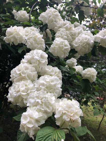 Viburnum plicatum 'Popcorn'