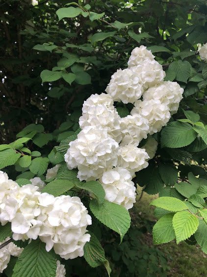 Viburnum plicatum 'Popcorn'