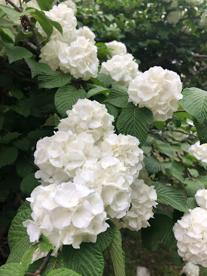 Viburnum plicatum 'Popcorn'