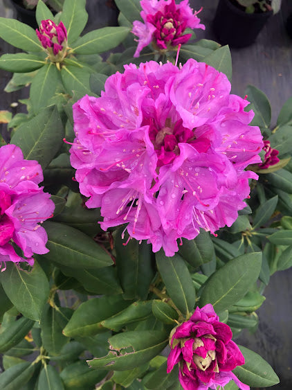 Rhododendron catawbiense 'Royal Resilience' PP 33702- EXCLUSIVE NEW RELEASE, GARDEN TREASURES INTRODUCTION