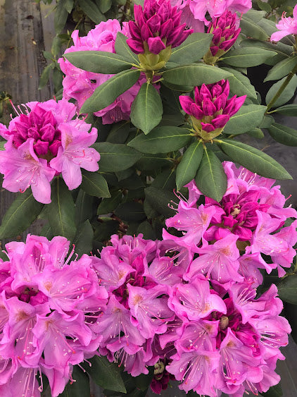 Rhododendron catawbiense 'Royal Resilience' PP 33702- EXCLUSIVE NEW RELEASE, GARDEN TREASURES INTRODUCTION