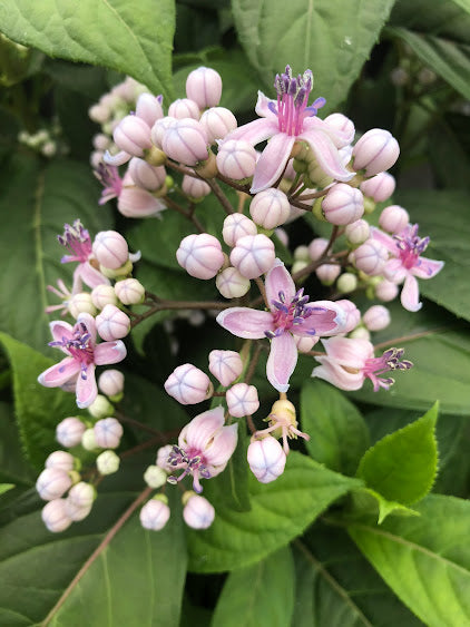 Dichroa febrifuga Garden Treasures Nursery