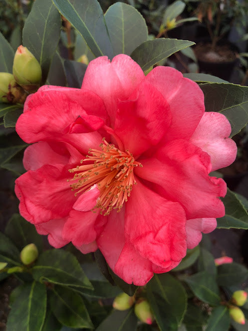 Camellia 'Xiafeng Relang' (Summer's Wind and Hot Waves) RARE