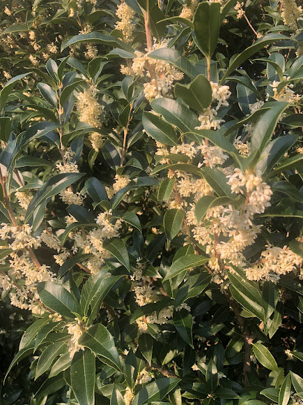 Osmanthus fragrans 'Fudingzhu'