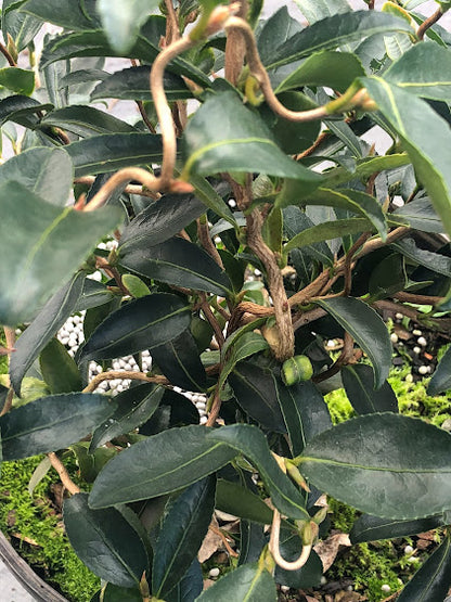 Camellia 'Origami Twist' - EXCLUSIVE NEW RELEASE.  GARDEN TREASURES INTRODUCTION
