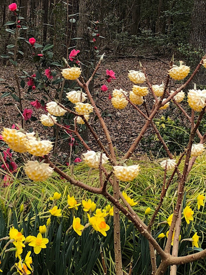Edgeworthia chrysantha 'Snow Cream' – Garden Treasures Nursery