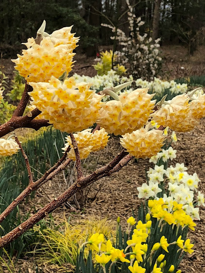 Edgeworthia chrysantha 'Snow Cream'