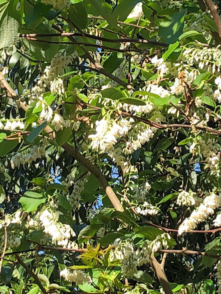 Styrax obassia