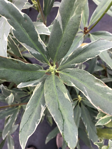 Illicium floridanum 'Gray Ghost'