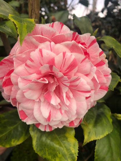 Camellia 'Mardi Gras' - EXCLUSIVE NEW RELEASE, GARDEN TREASURES INTRODUCTION