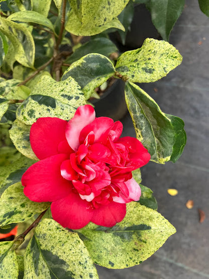 Camellia 'Governor's Gala' - EXCLUSIVE NEW RELEASE  RARE