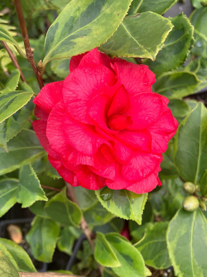 Camellia 'Nuccio's Bella Rossa Crinkled'
