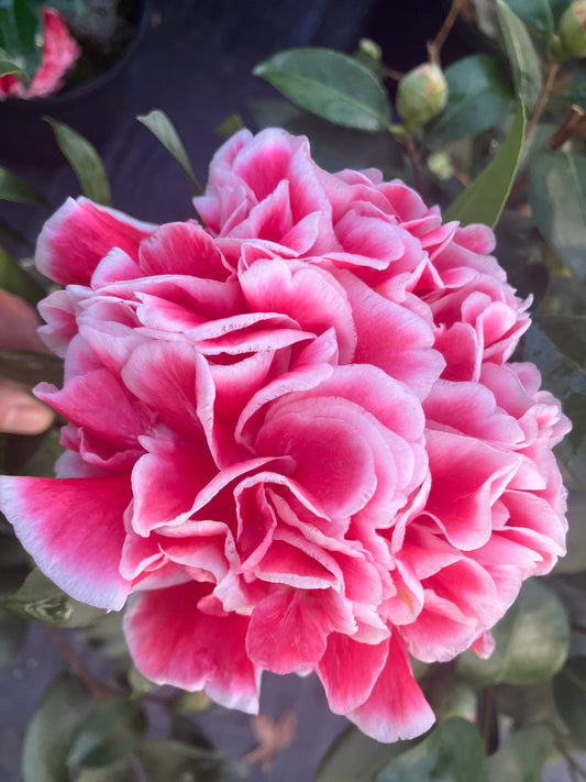 Camellia japonica 'Volunteer'
