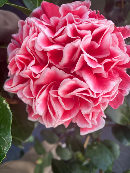 Camellia japonica 'Volunteer'