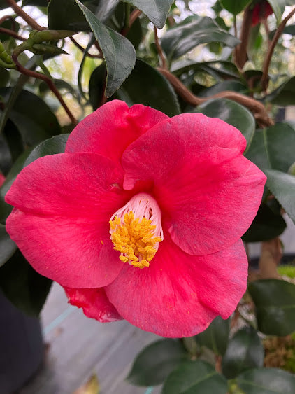 Camellia japonica 'Mikawa Unryu'