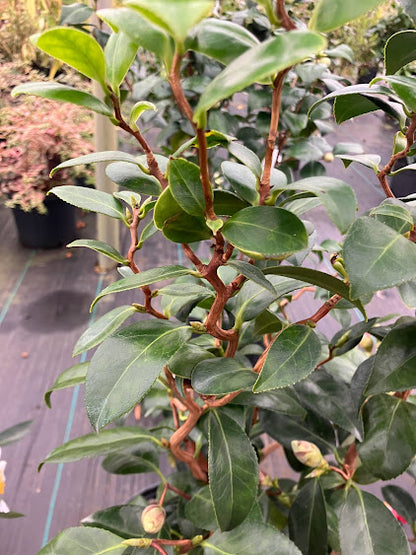 Camellia japonica 'Mikawa Unryu'