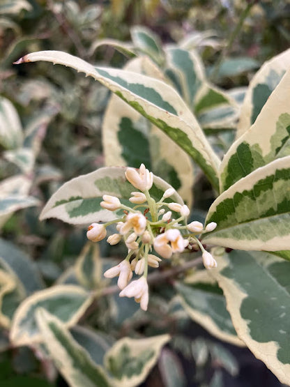 Osmanthus fragrans 'Yuntinan Caigui' RARE