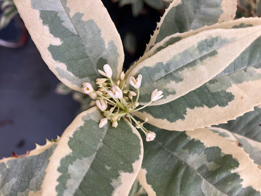 Osmanthus fragrans 'Yuntinan Caigui' RARE