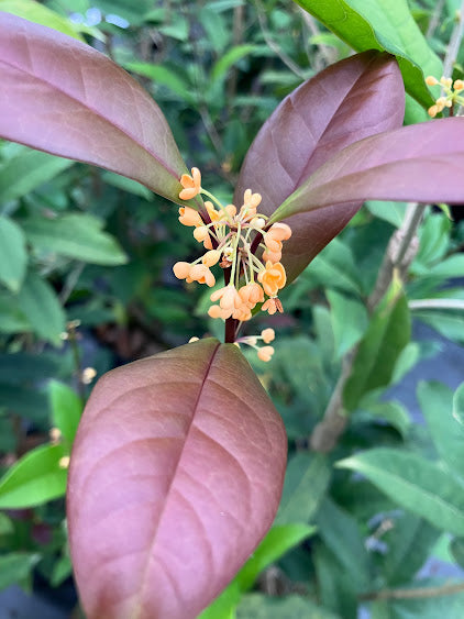 Osmanthus fragrans 'Apricot Echo'
