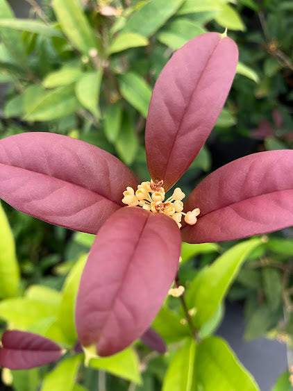 Osmanthus fragrans 'Apricot Echo'