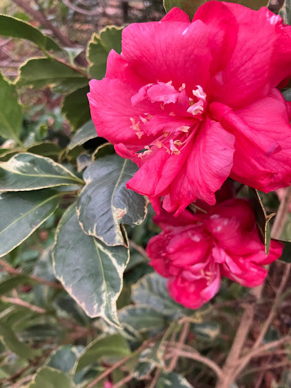Camellia 'Benten Kagura'