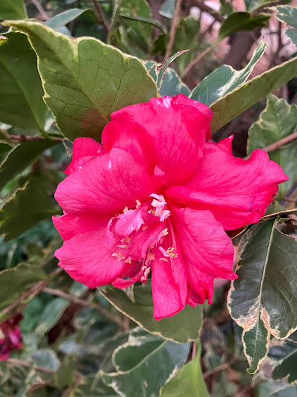 Camellia 'Benten Kagura'