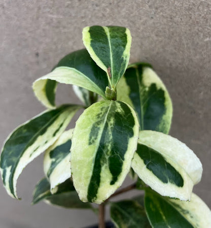 Camellia 'Kagoshima Benten'